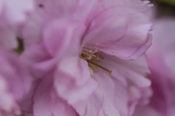 Flor rosa en primavera —  Fotos de Stock