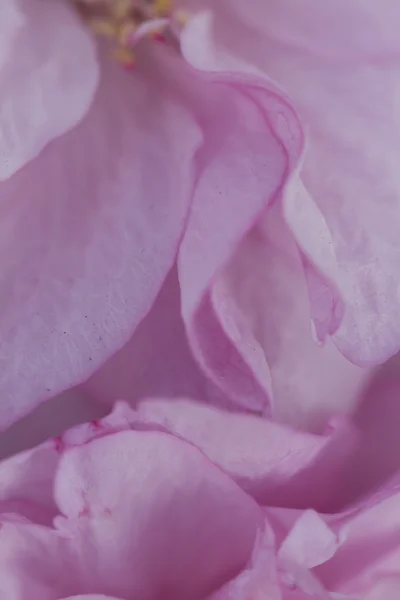 Flor rosa na primavera — Fotografia de Stock