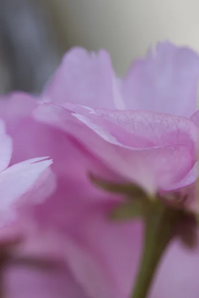 Rosa blomma på våren — Stockfoto