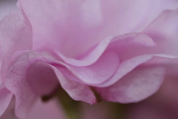 Rosa blomma på våren — Stockfoto