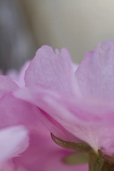 Rosa blomma på våren — Stockfoto