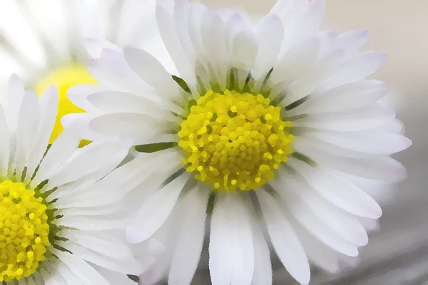 Weiße Gänseblümchen im Frühling — Stockfoto