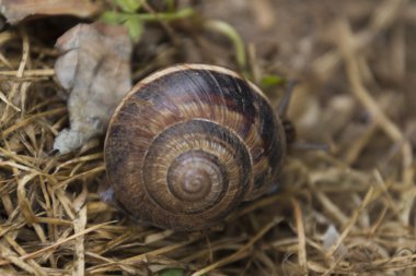 çayırda yürüyüş salyangoz
