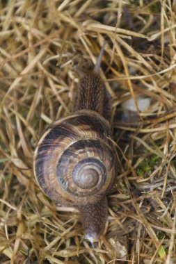 çayırda yürüyüş salyangoz