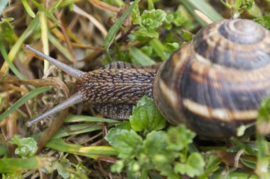 çayırda yürüyüş salyangoz