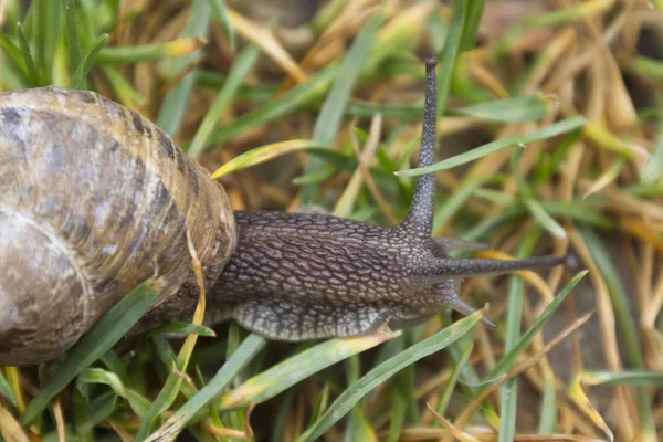 Snail walking in the meadow — Stock Photo, Image