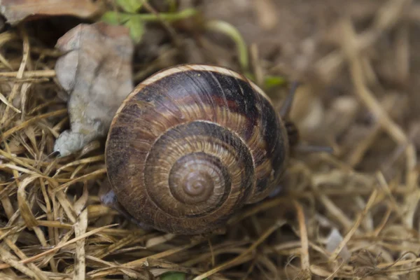 çayırda yürüyüş salyangoz
