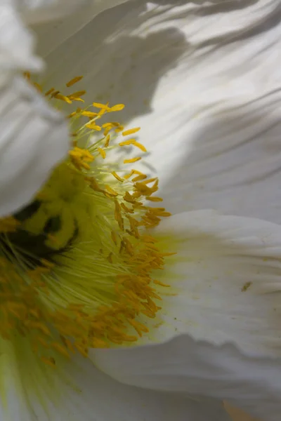 Anemone im Garten — Stockfoto