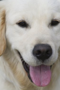 Çayırdaki sevimli köpek.