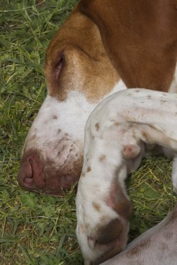 büyük köpek pençe