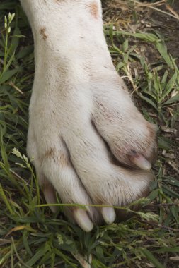 bir sevimli köpek pençe