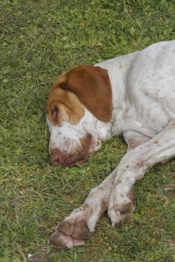 büyük köpek pençe