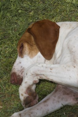 Uyuyan sevimli beagle köpek