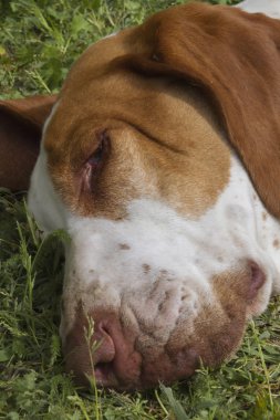 Uyuyan sevimli beagle köpek