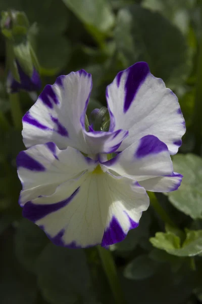 Violet in the garden — Stock Photo, Image