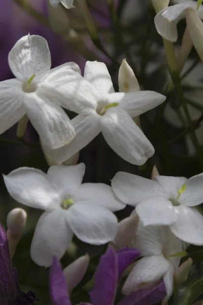 Blomma på våren — Stockfoto