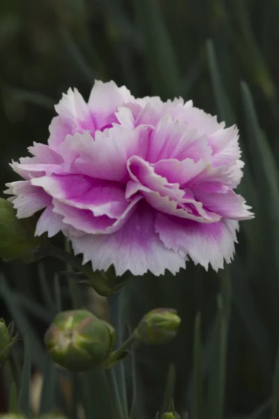 Nelke im Garten — Stockfoto