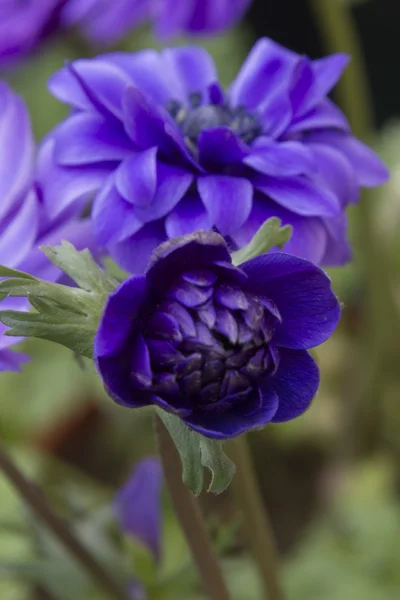 Anemone in the garden — Stock Photo, Image