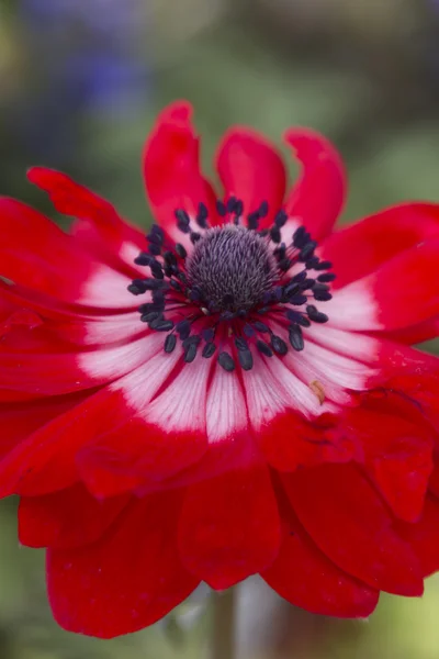 Anemone in the garden — Stock Photo, Image