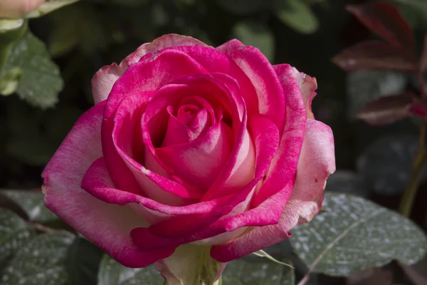 Roses in the garden — Stock Photo, Image