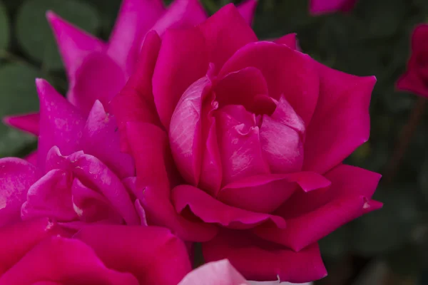 Rosas en el jardín —  Fotos de Stock