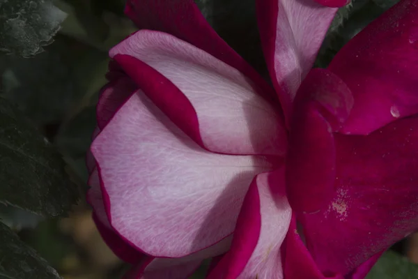Rosen im Garten — Stockfoto