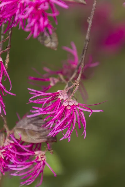 Flor rosa en el árbol en primavera — Foto de Stock