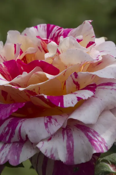 Rosas en el jardín —  Fotos de Stock