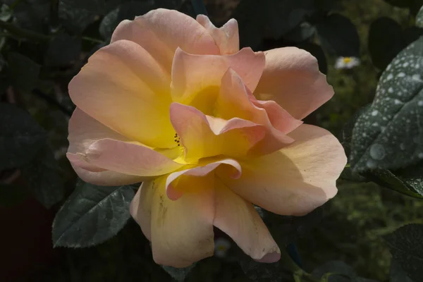 Roses in the garden — Stock Photo, Image