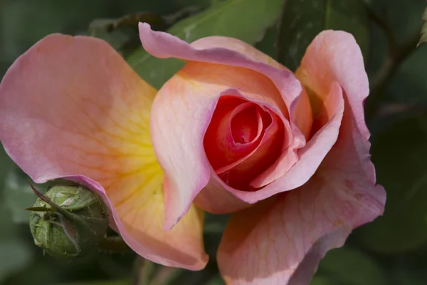 Roses in the garden — Stock Photo, Image