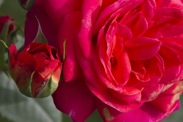 Rosas en el jardín —  Fotos de Stock