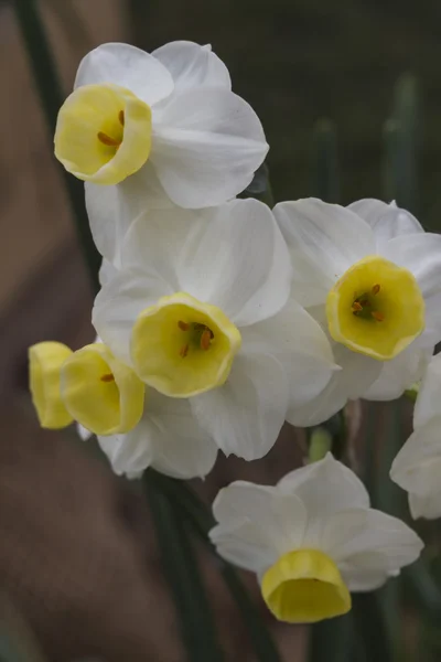 Narciso en el jardín — Foto de Stock