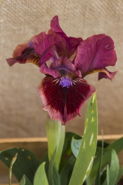 Iris gladiolus en el jardín —  Fotos de Stock