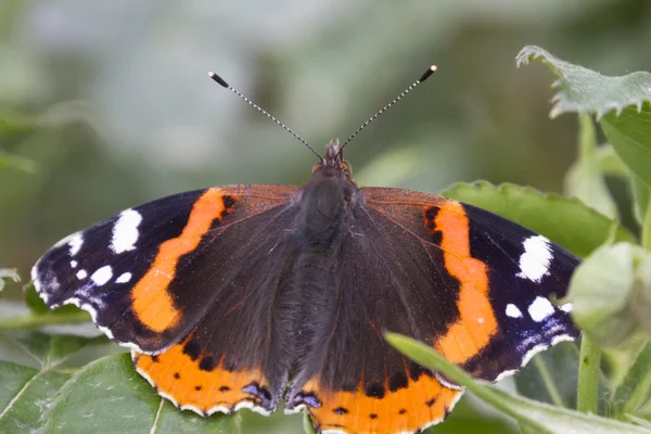 Borboleta em flor — Fotografia de Stock