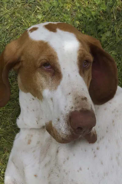 Χαριτωμένο beagle σκυλί στον ύπνο — Φωτογραφία Αρχείου
