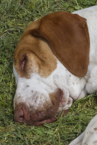 Uyuyan sevimli beagle köpek