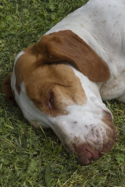 Uyuyan sevimli beagle köpek