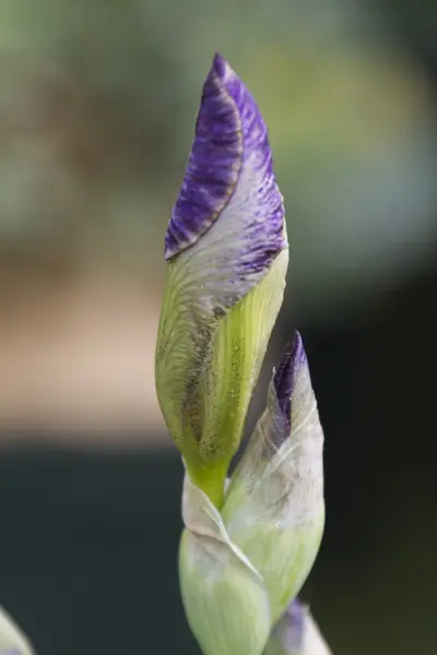 Iris gladiolus en el jardín — Foto de Stock