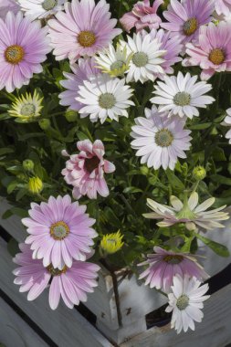 Bahçedeki papatyalar