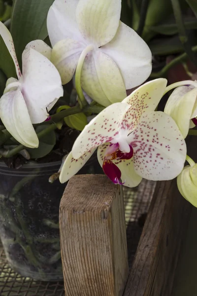 Orchidea in giardino — Foto Stock