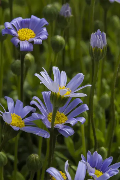 Madeliefjes in de tuin — Stockfoto