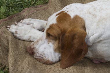 Uyuyan sevimli beagle köpek