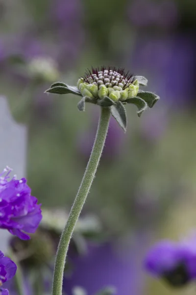 Flor na primavera — Fotografia de Stock