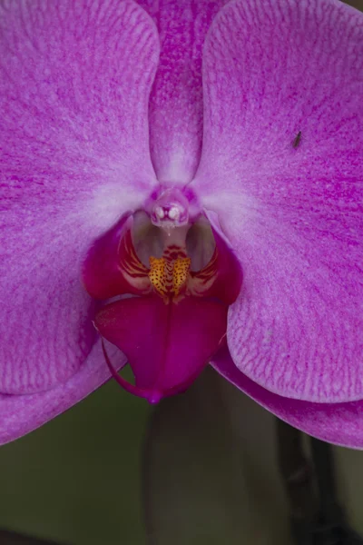 Orchidee im Garten — Stockfoto