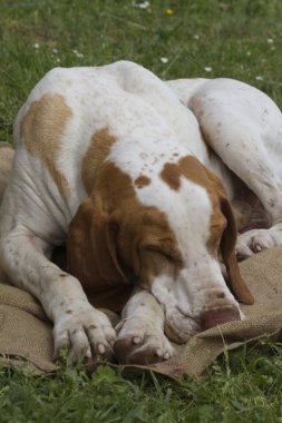 Uyuyan sevimli beagle köpek