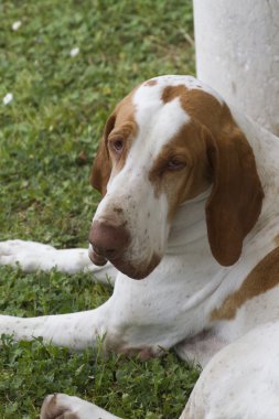 şirin beagle köpek