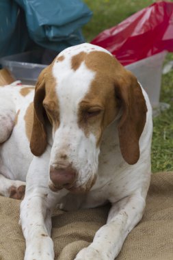 şirin beagle köpek