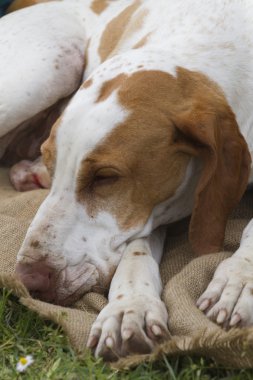 şirin beagle köpek