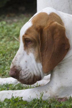 şirin beagle köpek