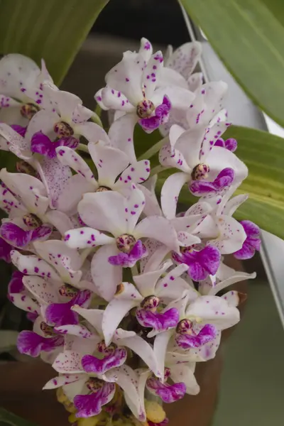 Орхидея в саду — стоковое фото